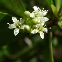Lumnitzera racemosa Willd.